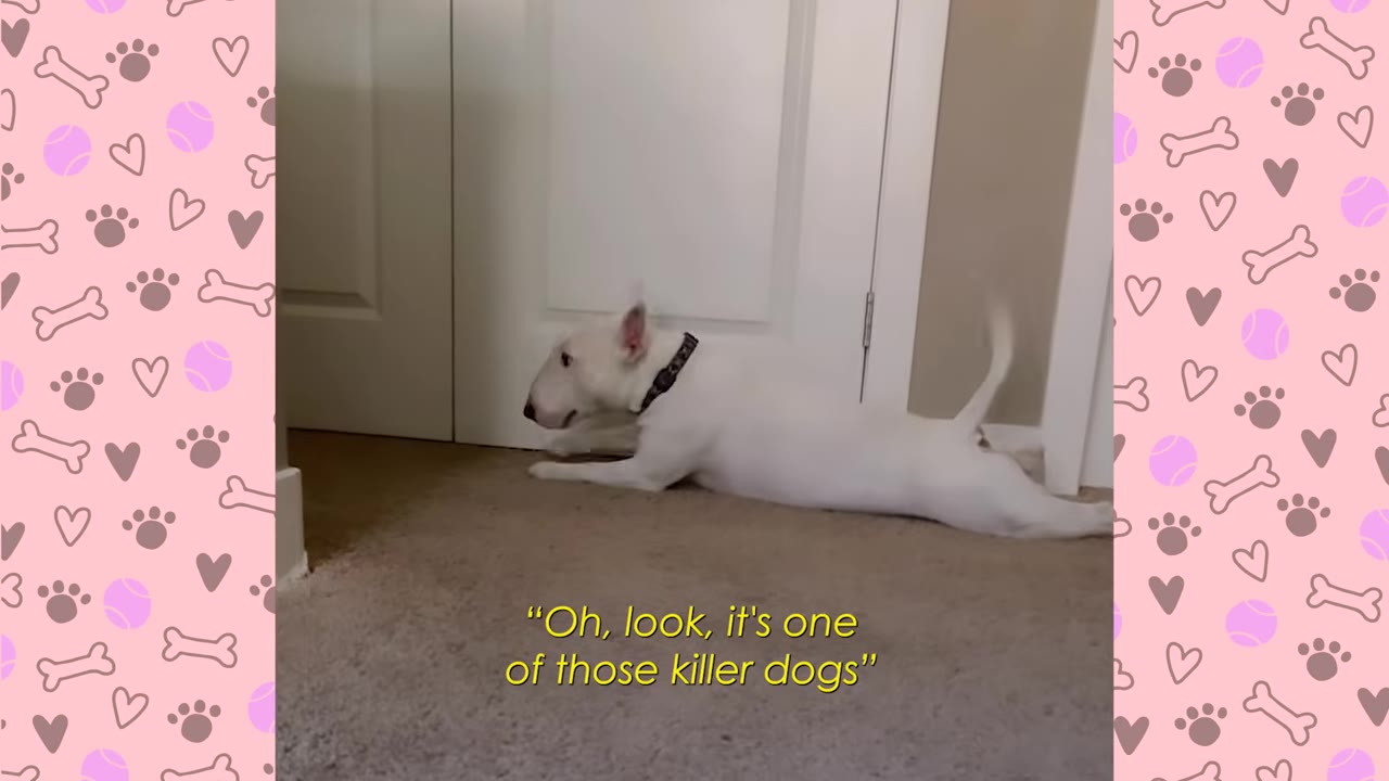 A white Bull Terrier stretches out on a carpet in front of a white door, accompanied by text that reads, "Oh, look, it's one of those killer dogs".