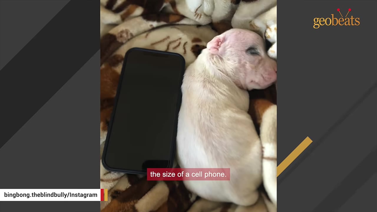 A tiny white newborn puppy sleeping on a blanket next to a black smartphone for size comparison.