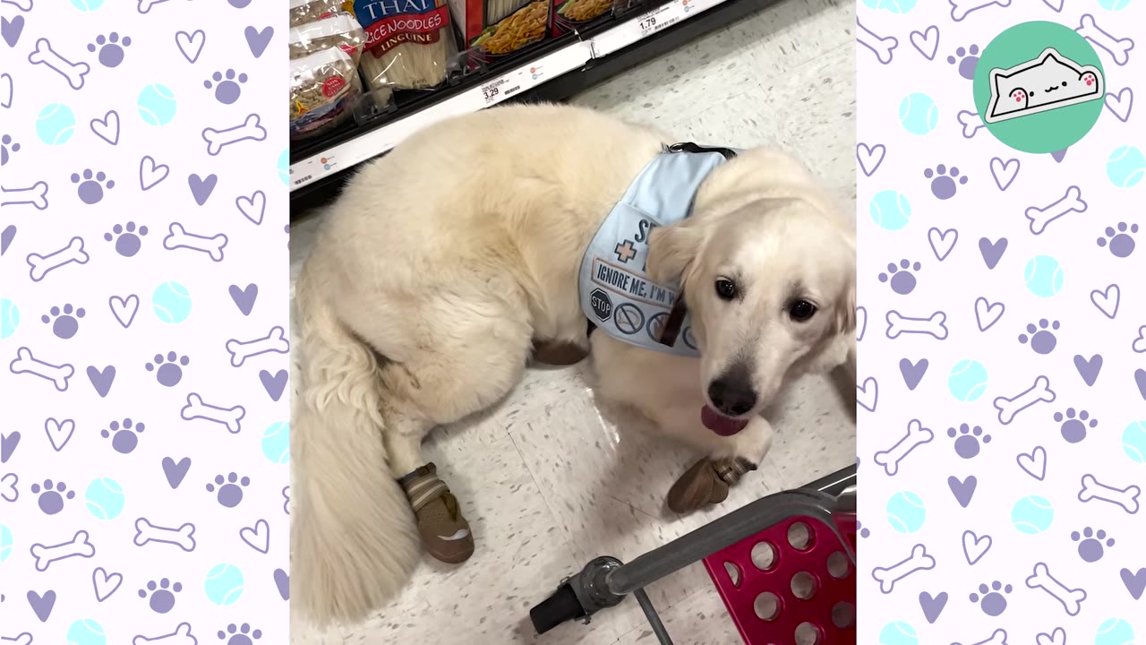 A light-colored golden retriever wearing a blue service dog vest that reads 'IGNORE ME, I'M WORKING' and brown booties lies on a tiled floor in a store aisle.