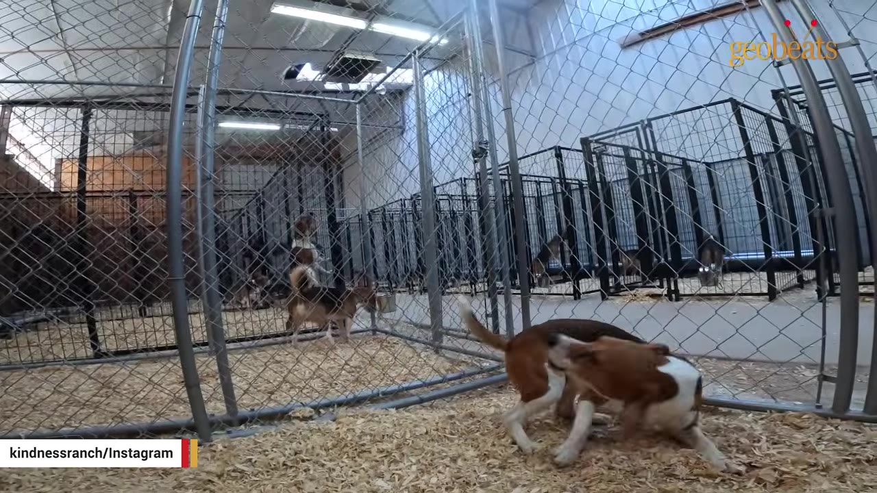 Two beagle dogs playing together on wood shavings inside a spacious indoor kennel facility.