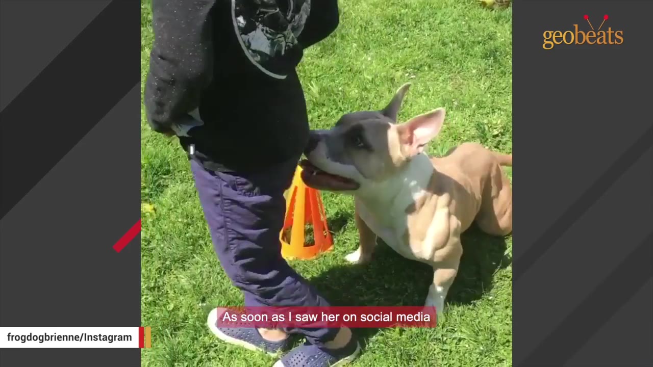 A tan and white pit bull looking up attentively at a person standing on the grass next to a small orange cone.