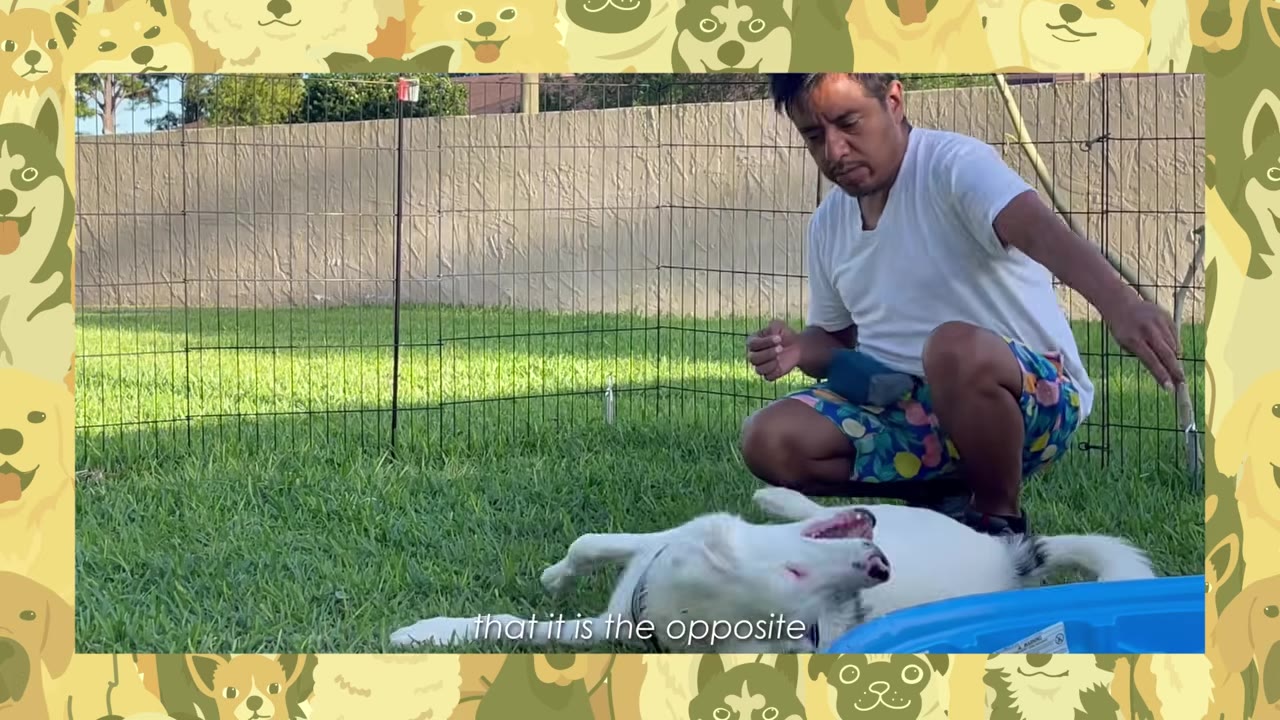 A man crouching in a grassy yard beside a white dog rolling playfully on its back.