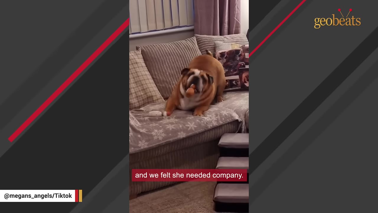 A brown and white bulldog on a couch holding a toy in its mouth, with a caption that reads 'and we felt she needed company.'