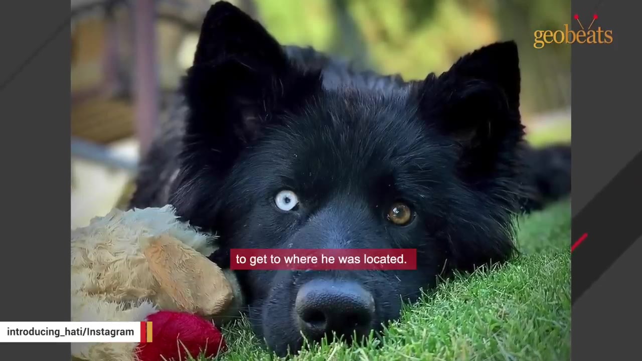 Close-up of a black dog with heterochromia lying on the grass with a plush toy.