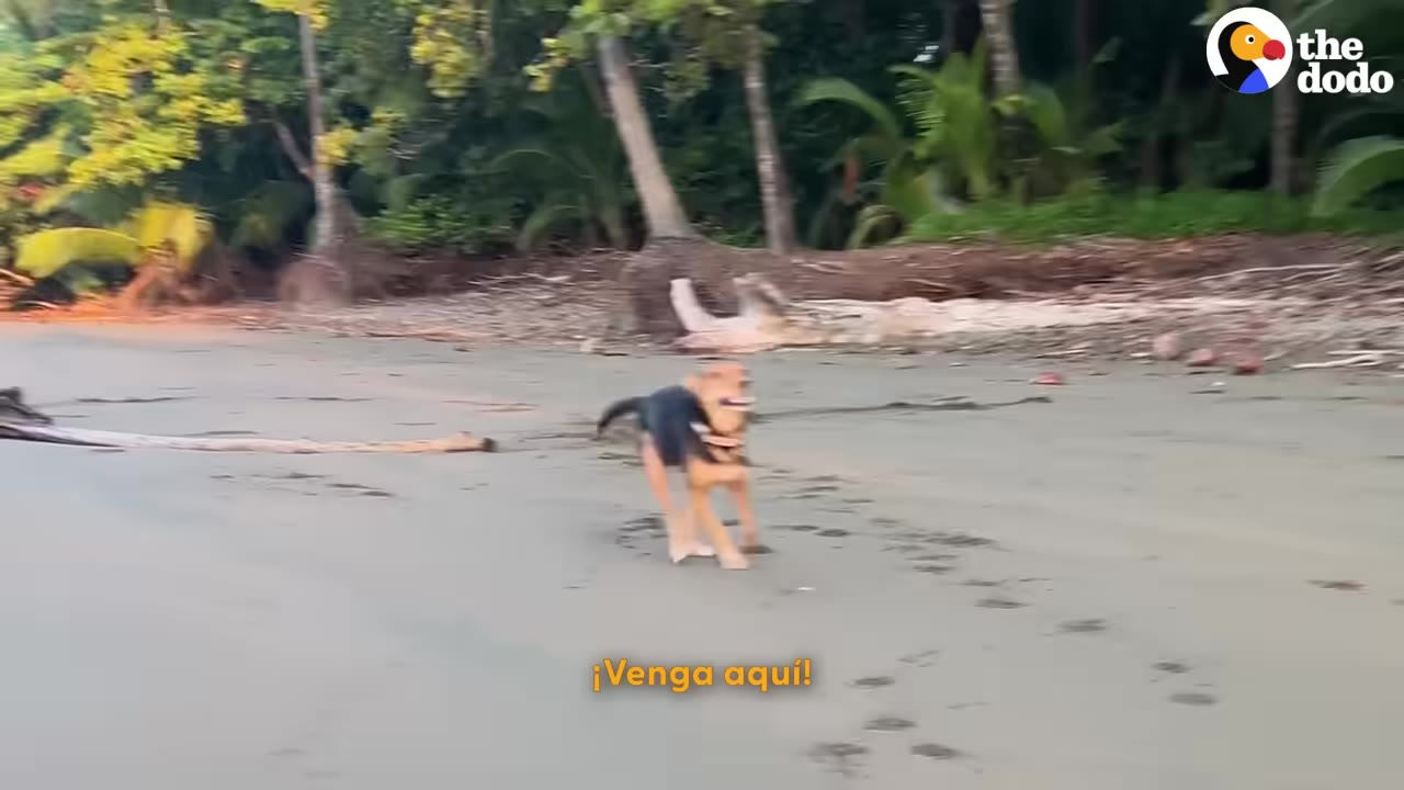 A black and tan dog running across a sandy beach near tropical trees and jungle foliage.