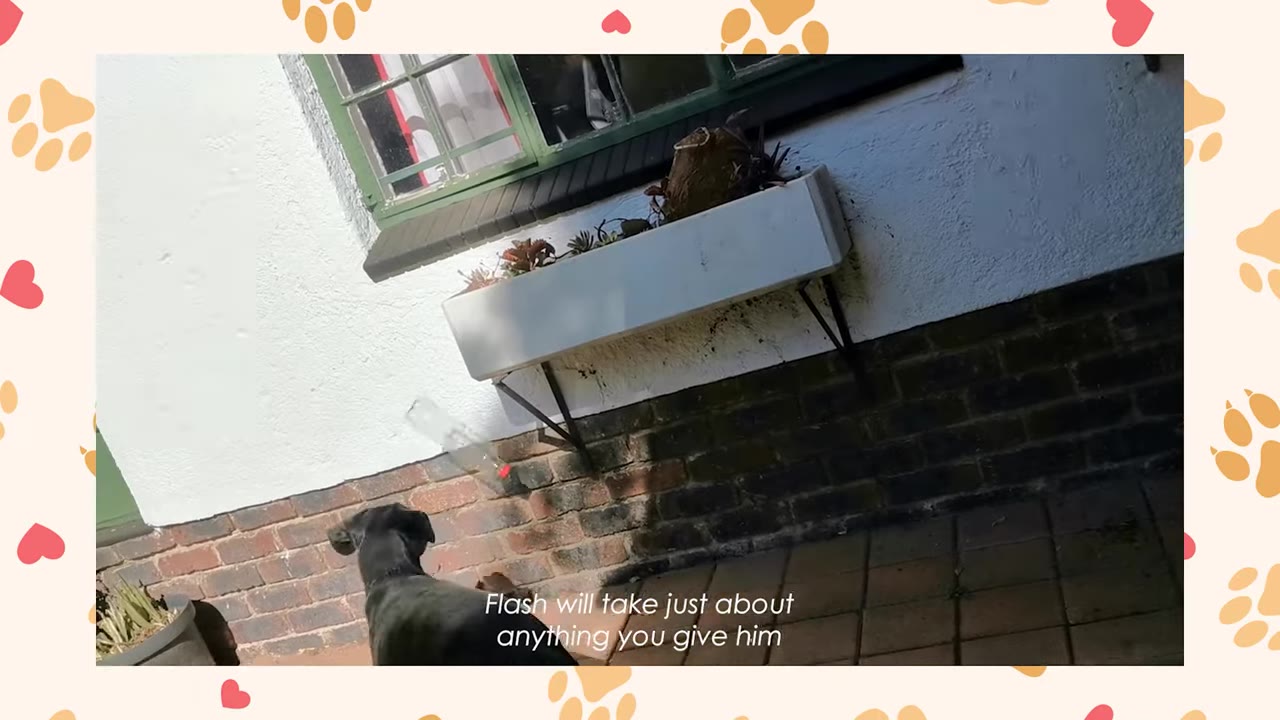 A black dog looks up at a clear plastic bottle tossed in the air near a brick wall and a window planter box.