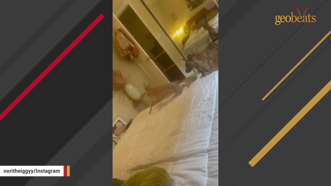 A small, light brown dog leaps energetically across a white bed in a bedroom, while another brindle dog watches from the doorway.