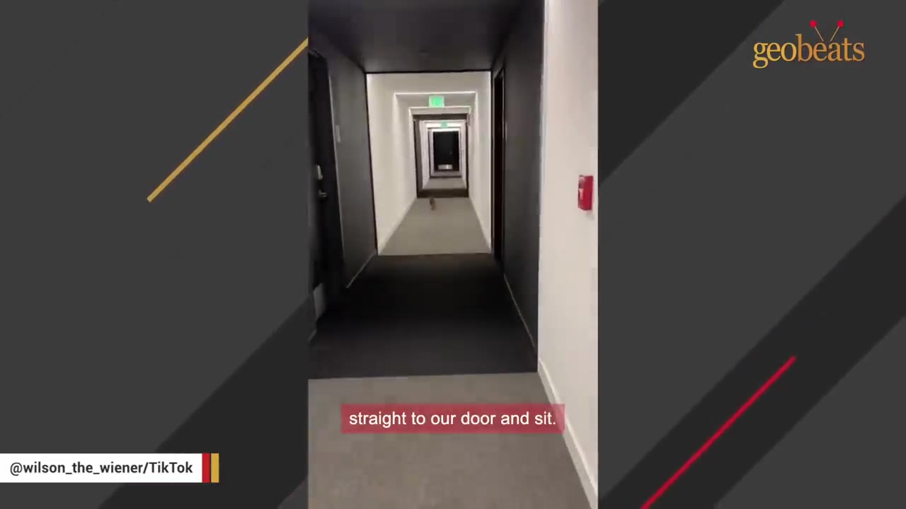 A long, repeating apartment hallway corridor with dark wall sections and identical doors.
