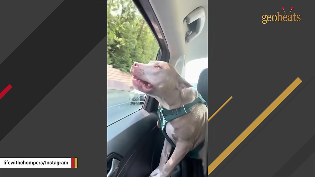 A light brown pit bull wearing a green harness looks out of an open car window with an excited expression.
