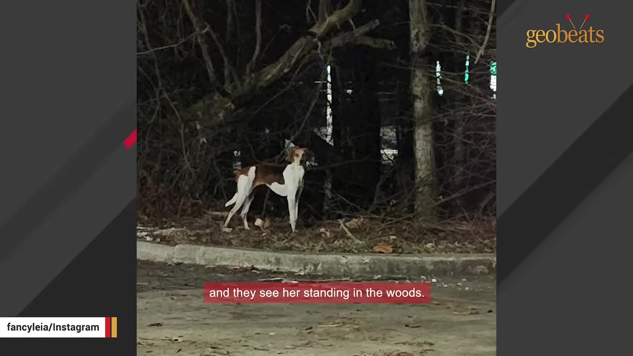 A brown and white dog standing at the edge of a wooded area next to a curb at night.
