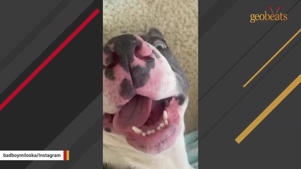 A close-up view of a grey and white dog lying on its back with its mouth open on carpet.