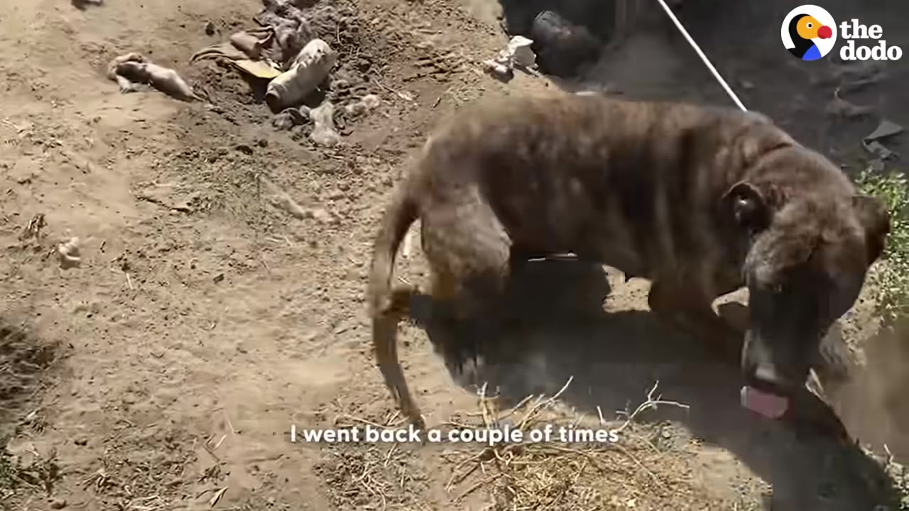 A brindle dog on a tether standing outdoors on dirt ground.