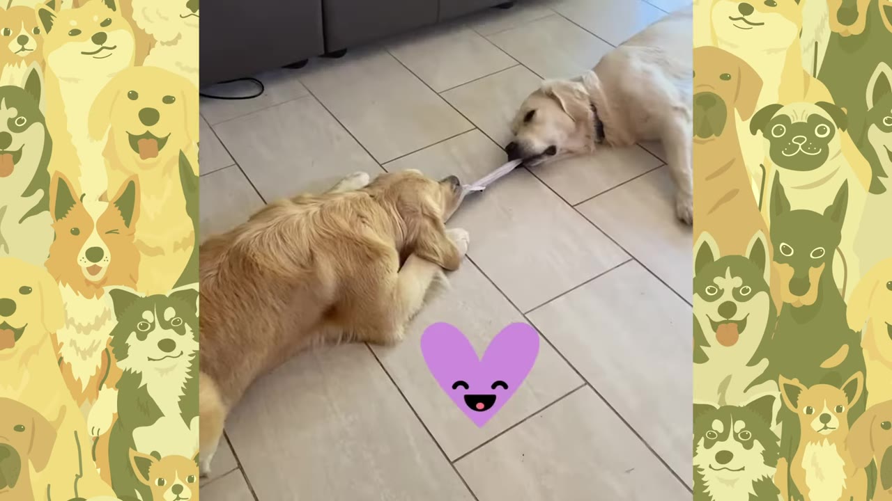 Two golden retriever dogs lying on a tiled floor, playing tug-of-war with a piece of fabric.