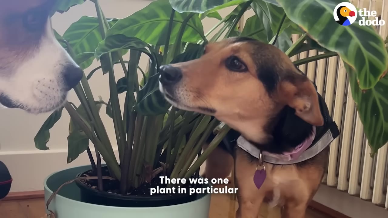 A small brown and black dog sniffing near a leafy houseplant indoors next to another dog.
