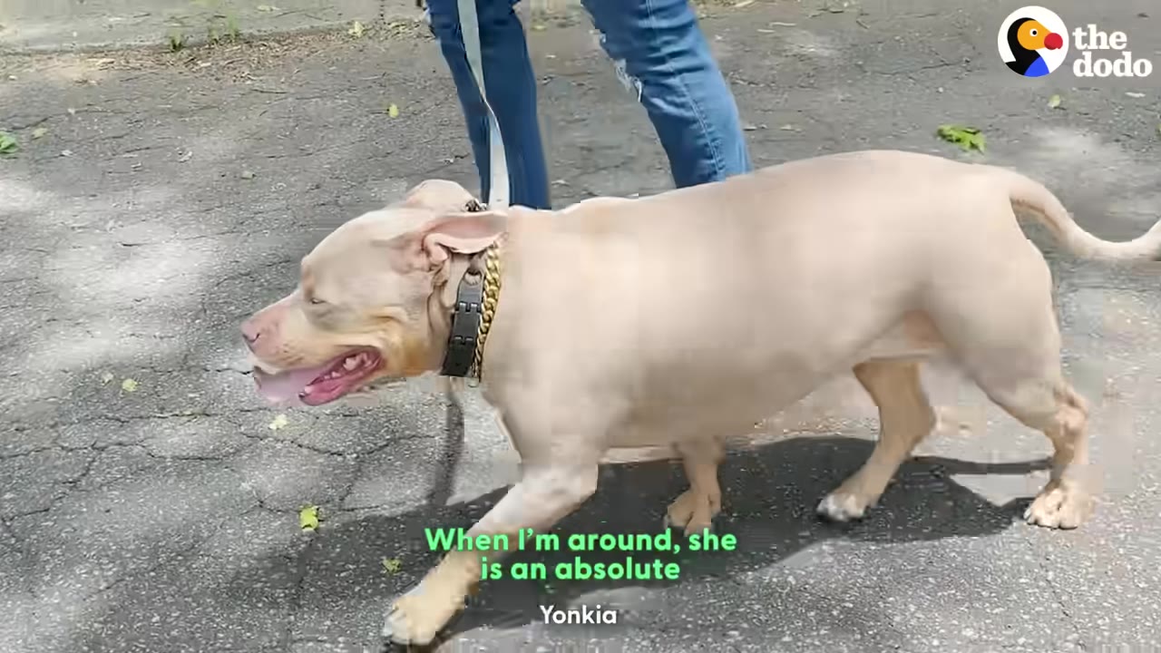 A tan pit bull-type dog walking happily on a leash along a paved street.