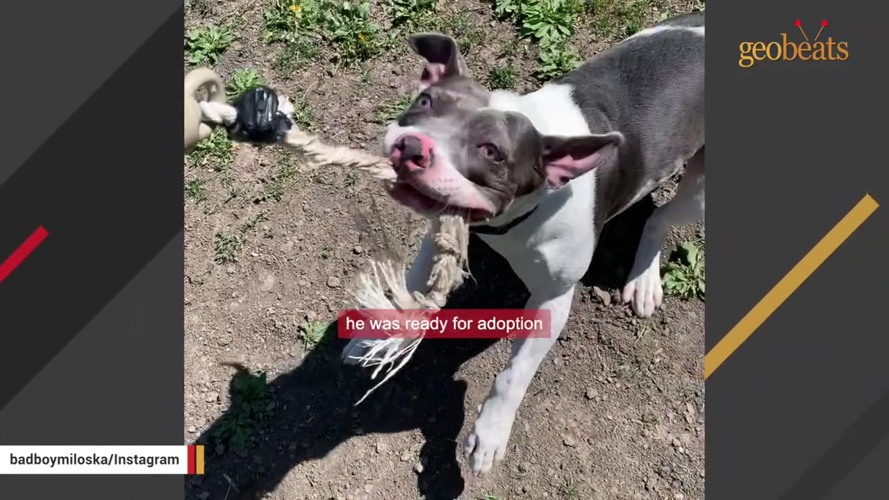 A gray and white dog playing tug-of-war with a thick rope toy on dirt.