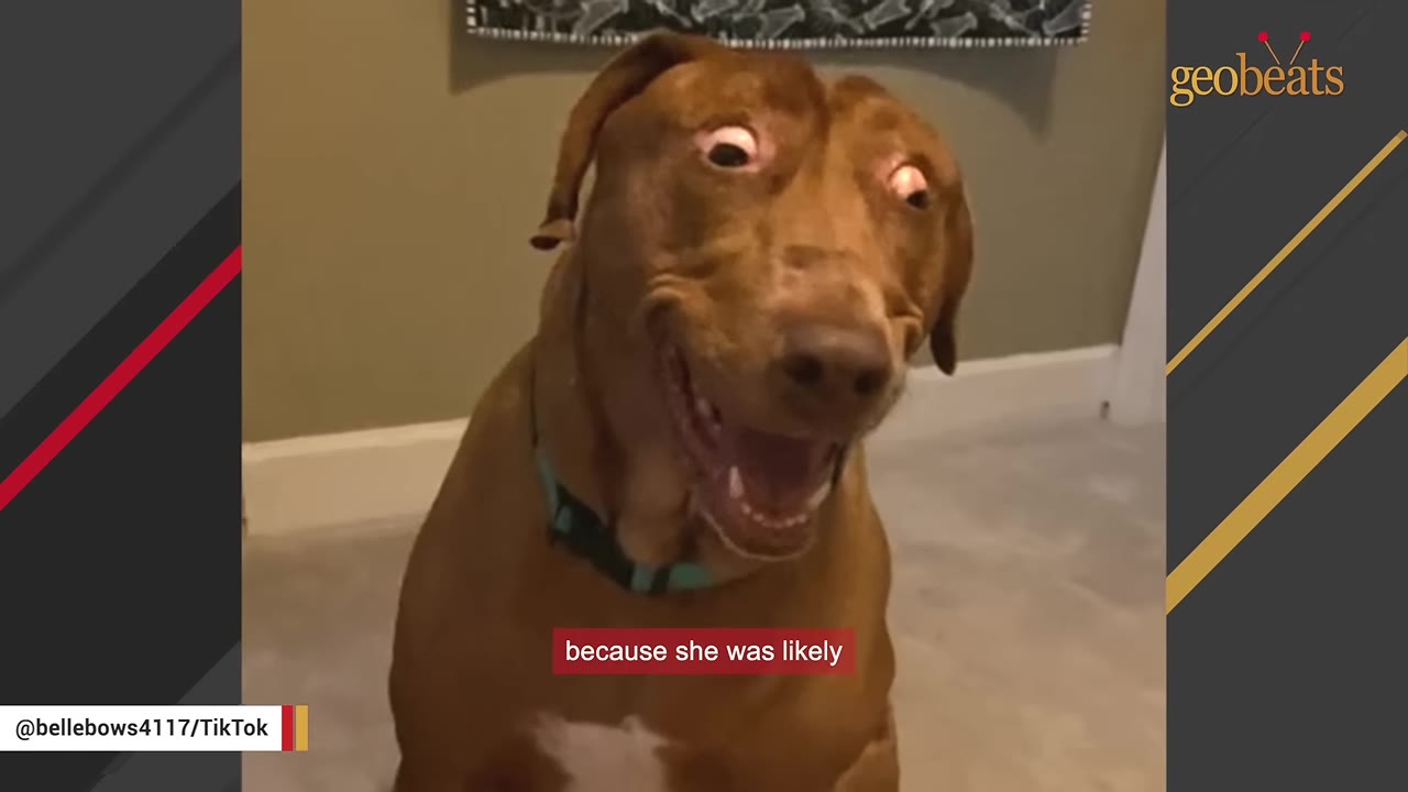A close-up view of a brown dog with unique wide eyes looking directly towards the camera indoors.