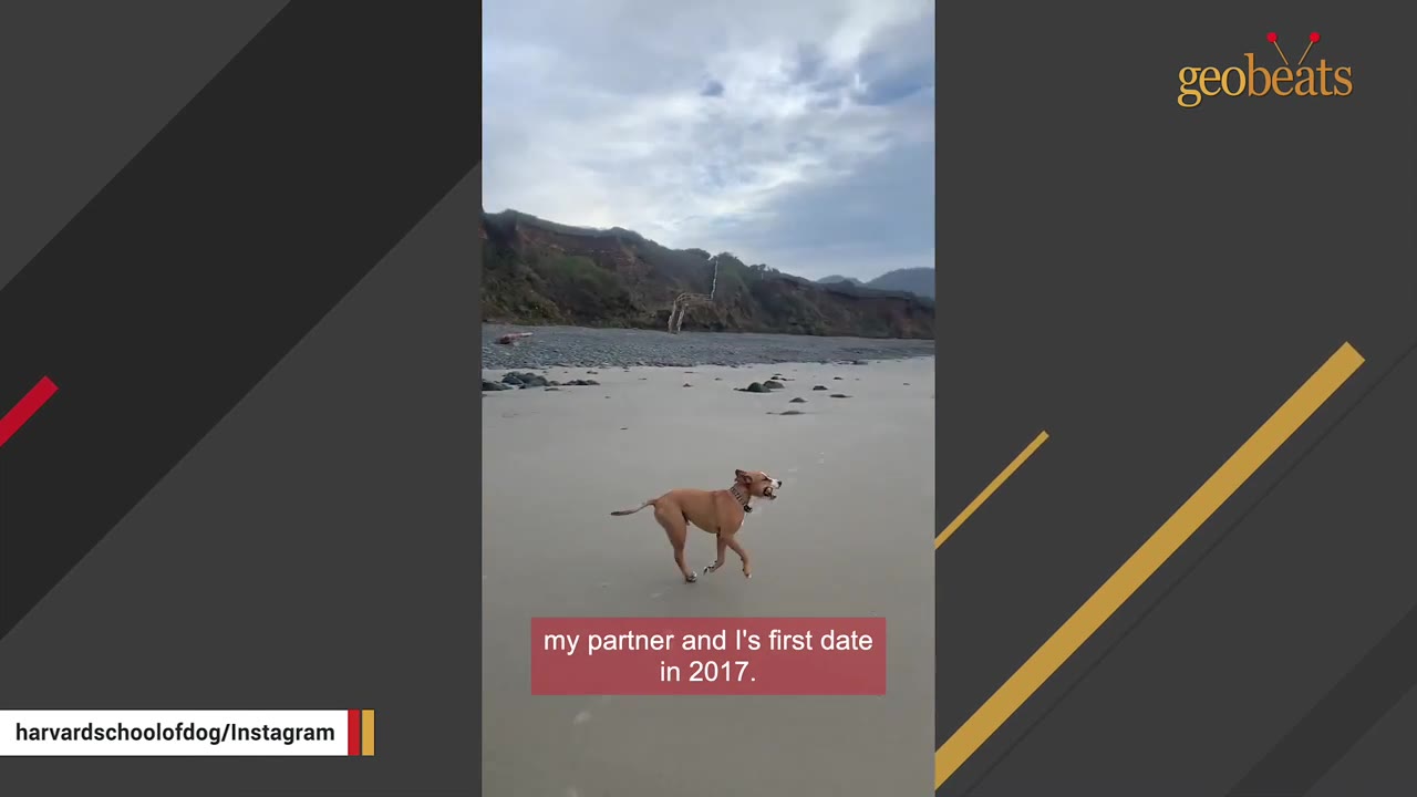 A brown dog runs across a sandy beach with cliffs in the background under a cloudy sky.