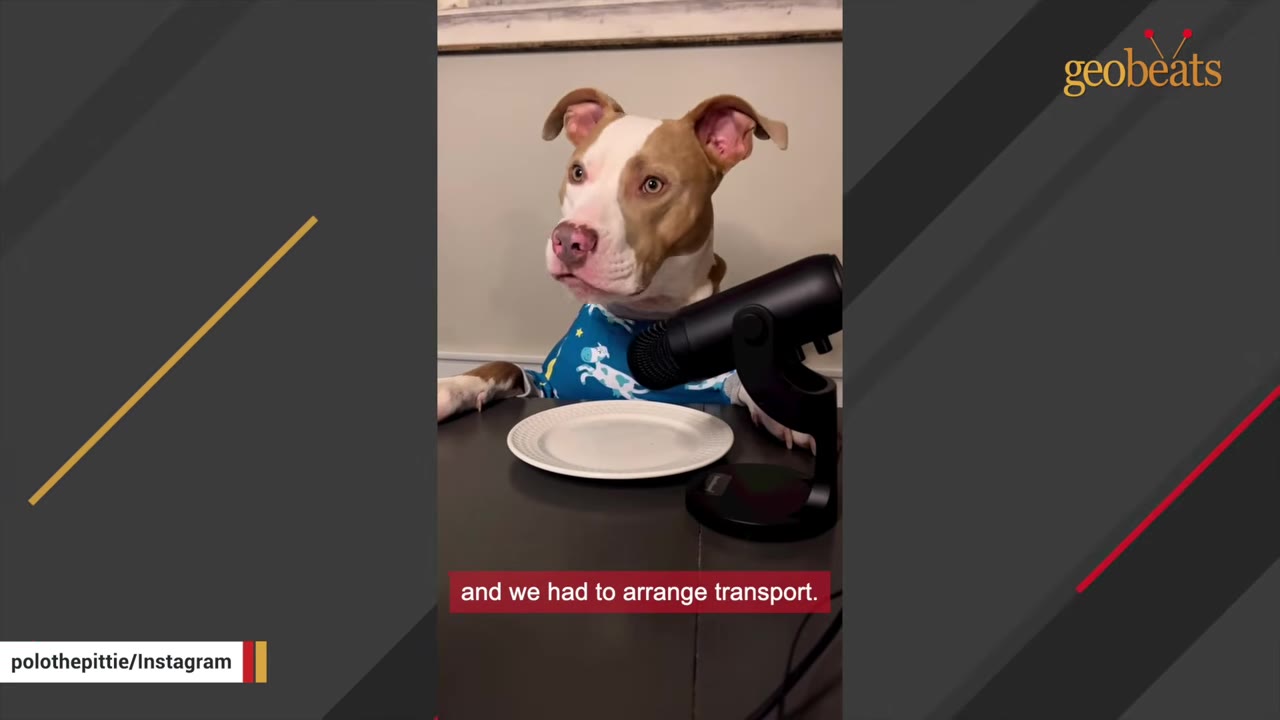 A tan and white pit bull wearing blue patterned pajamas sitting at a table with a microphone and plate in front of it.