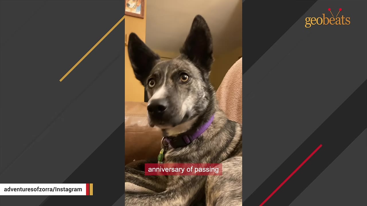 A close-up view of Zorra, a brindle dog with pointed ears and a purple collar, looking attentively.