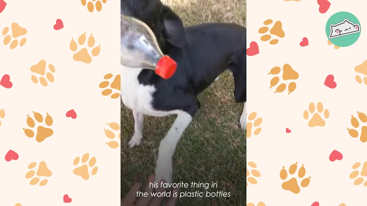 A black and white dog holding a clear plastic bottle with a red cap in its mouth.