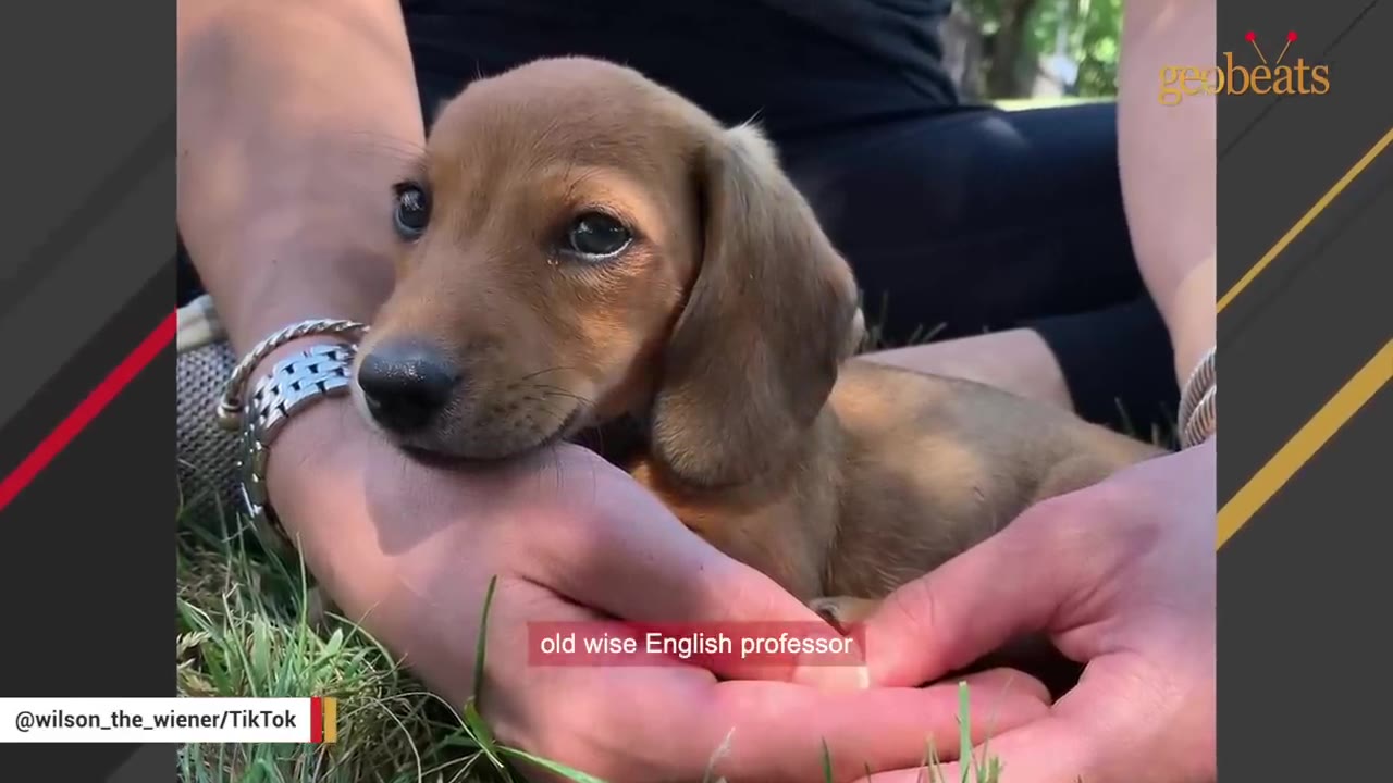 A close-up of a small brown dachshund puppy resting calmly while being held in someone's hands outdoors.