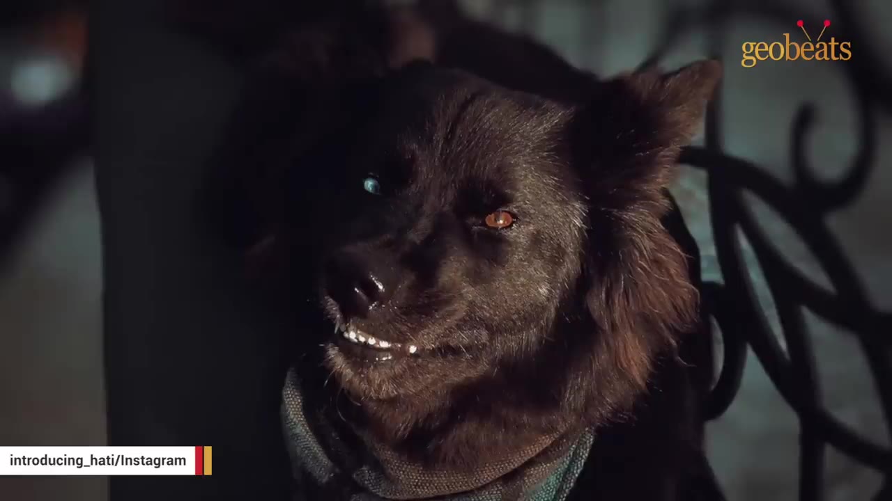 A close-up of a fluffy black dog with different-colored eyes looking upward.