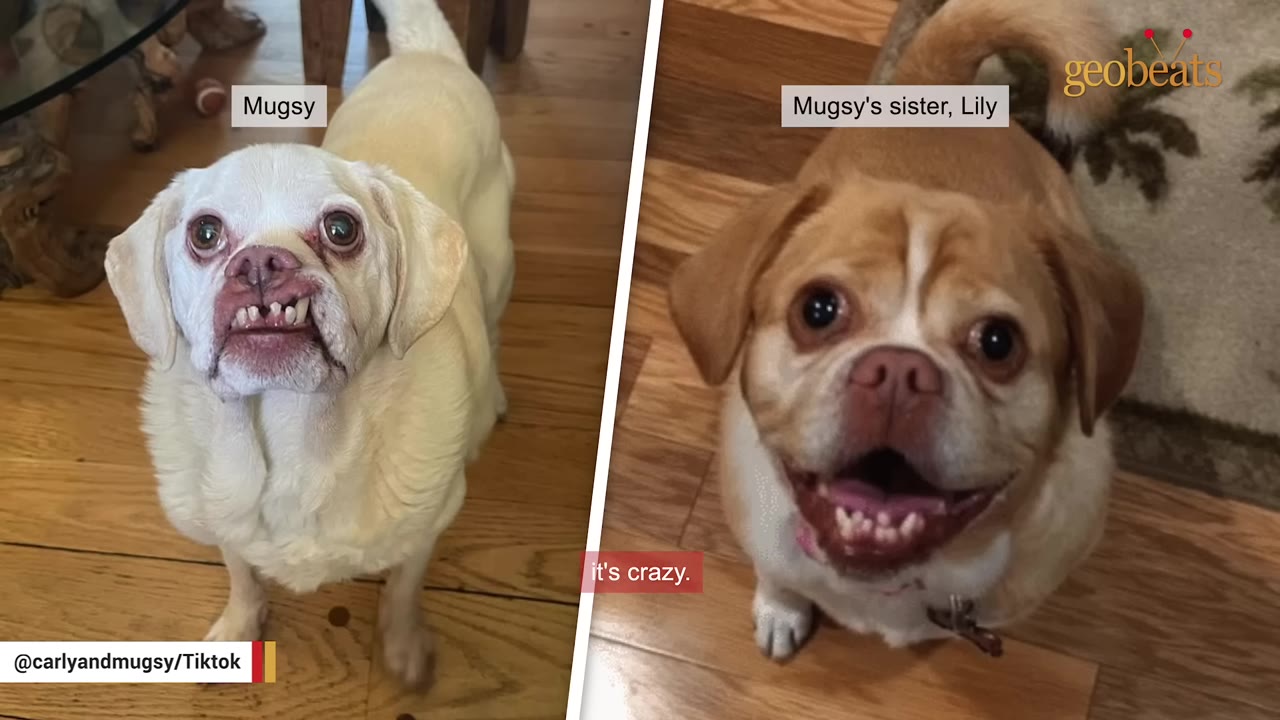 A split screen showing Mugsy, a small white dog with a visible underbite on the left, alongside his sister Lily, a light brown dog on the right.