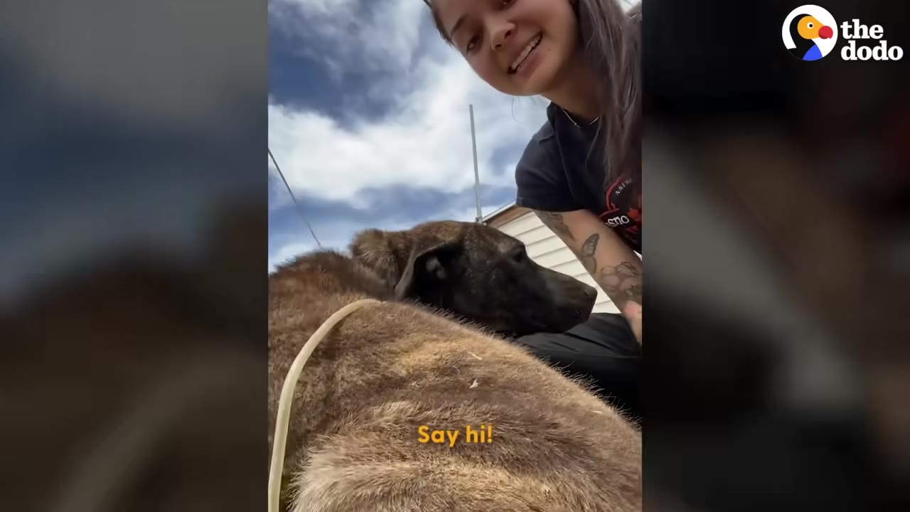 A woman smiling next to a brown brindle dog outdoors under a blue sky.