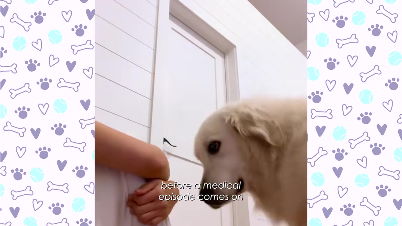 A golden retriever dog looking closely at a person's arm with a focused expression.