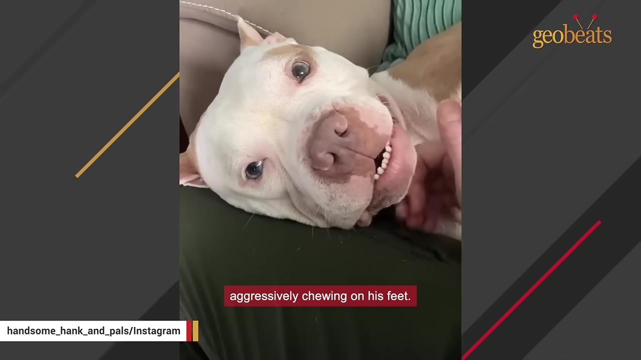A close-up of a white pit bull lying upside down on a person's lap with its teeth slightly showing as a hand rests nearby.