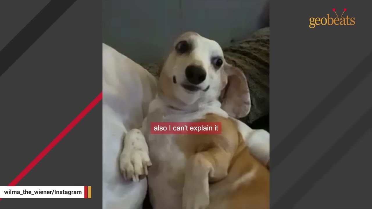 A tan and white dachshund looking directly at the camera with wide, attentive eyes.