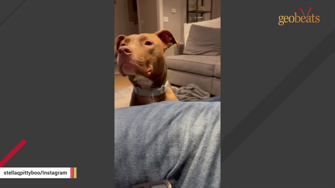 A brown dog wearing a light collar sitting indoors near a couch and looking attentively upward.