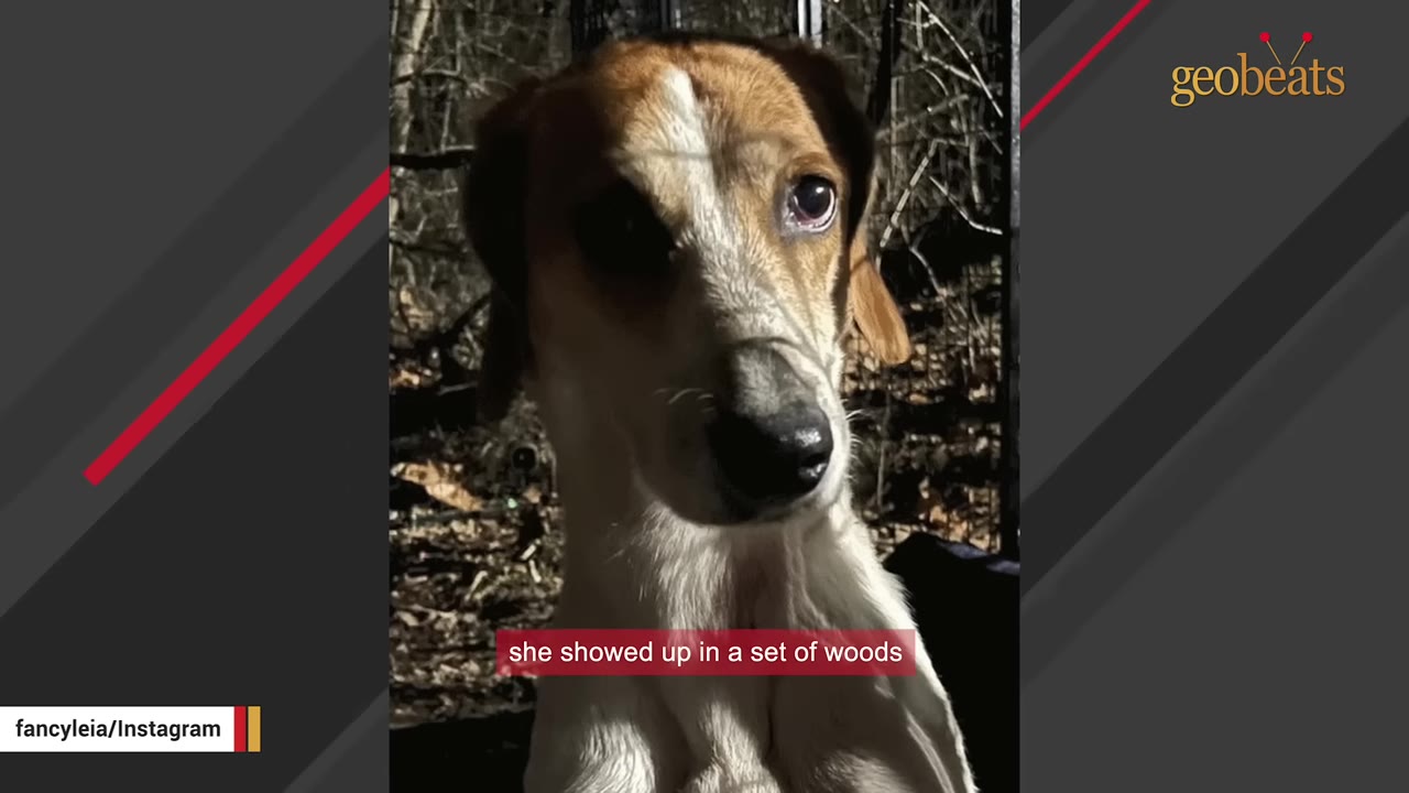 A brown and white dog captured on a camera at night in a wooded area.