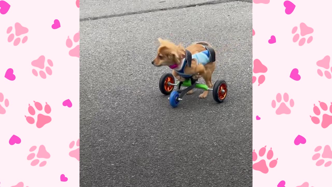 A small light brown dog standing on asphalt while strapped into a custom three-wheeled mobility cart.