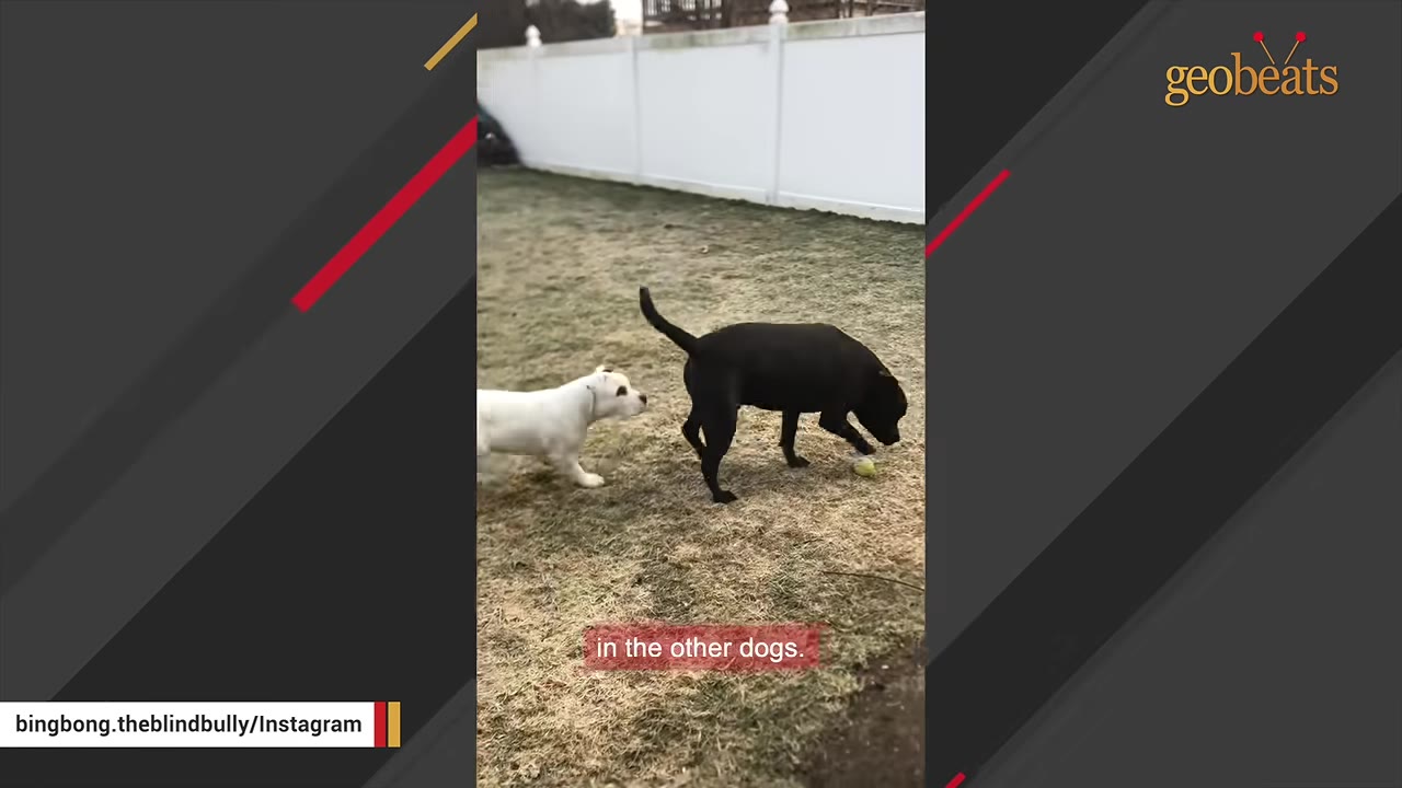 A small white puppy following a black dog outdoors on grassy terrain.