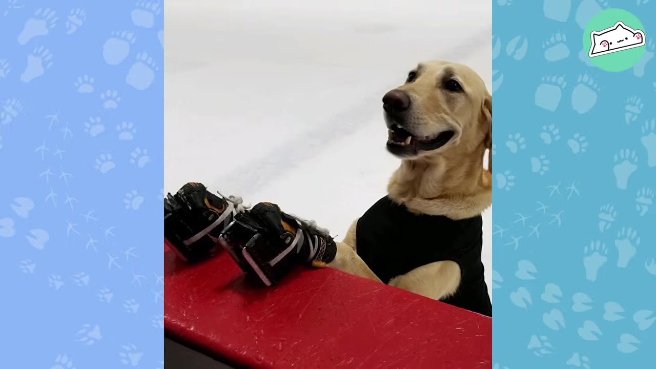 A yellow Labrador retriever wearing a black vest and ice skates on its front paws rests its paws on a red rink barrier, looking happy.