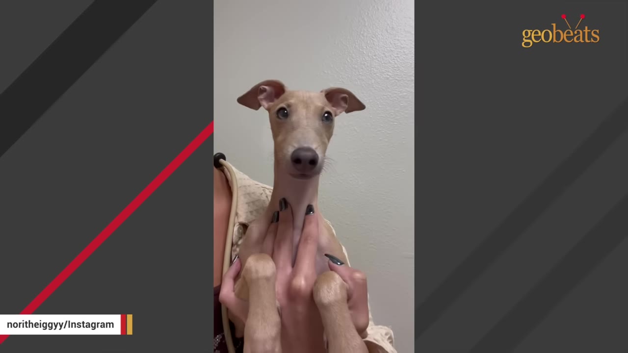 A close-up of a light brown Italian Greyhound puppy with large ears and a long neck being held up by a person's hands.