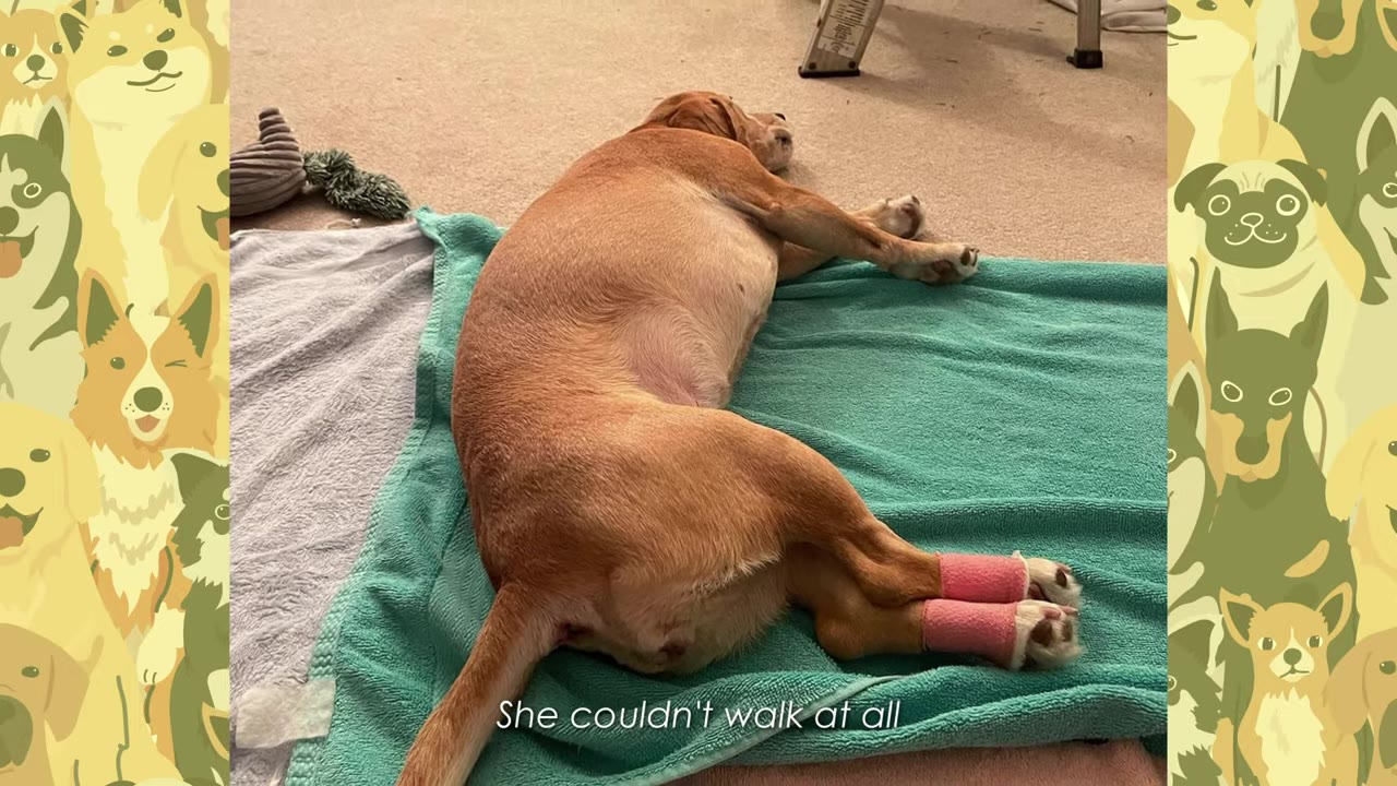 A tan dog lying on its side on a green towel with pink vet wrap bandages around its hind paws.