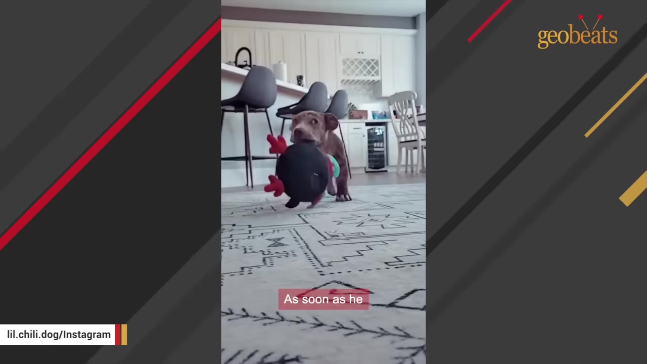 A small brown dog carrying a stuffed toy in its mouth across a patterned rug in a bright modern home.