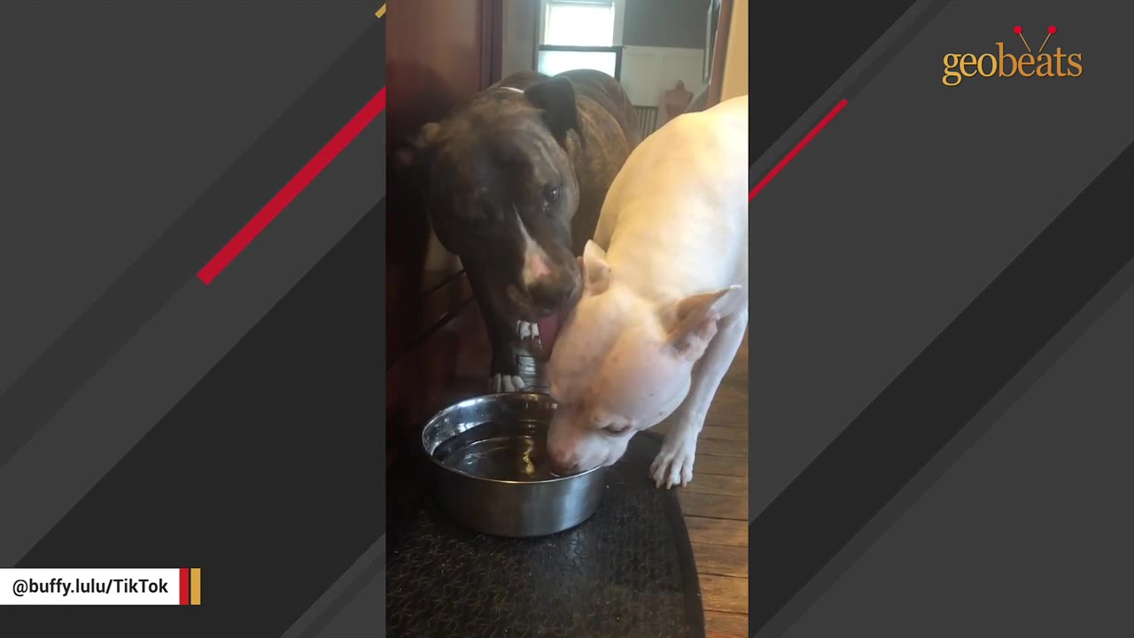 A white dog and a brindle dog standing together next to a silver water bowl indoors.