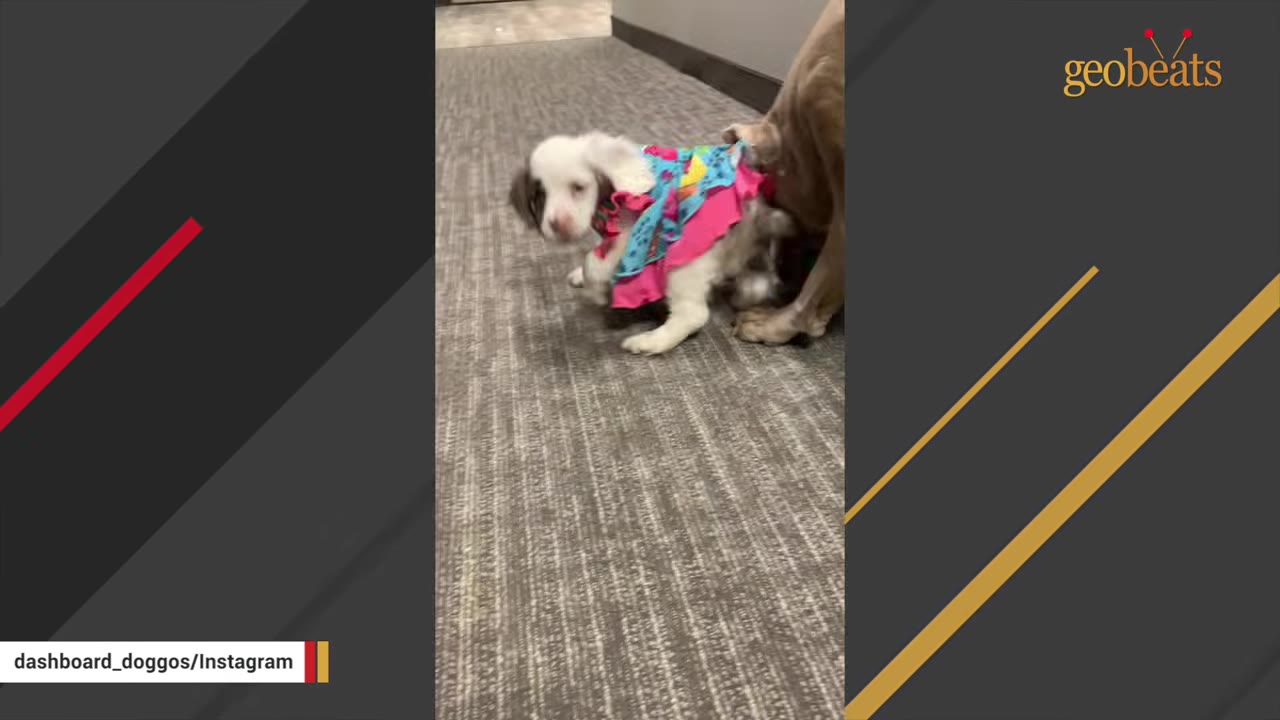 A small white and brown puppy wearing a bright pink ruffled dress walks along a carpeted hallway.