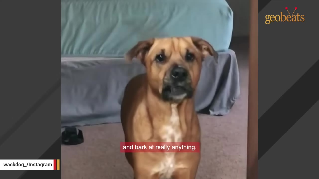 A medium-sized brown dog stands in a room looking directly at the camera with its mouth slightly open as if barking.