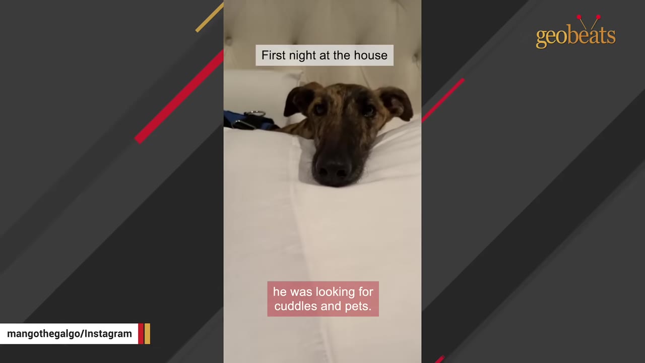 A brindle Galgo rests its head on a white pillow on a bed looking directly into the camera.