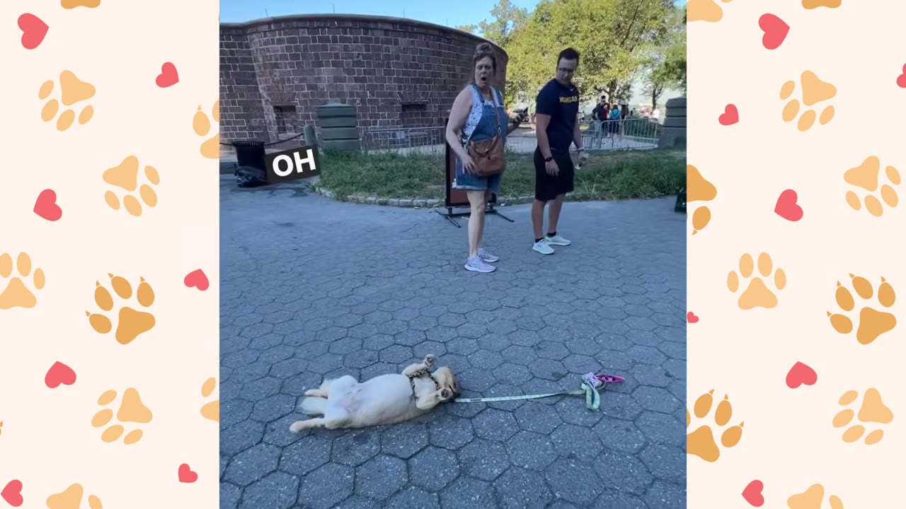 A small dog lies on its back on a paved walkway while a female passerby looks on with an open-mouthed, surprised expression.