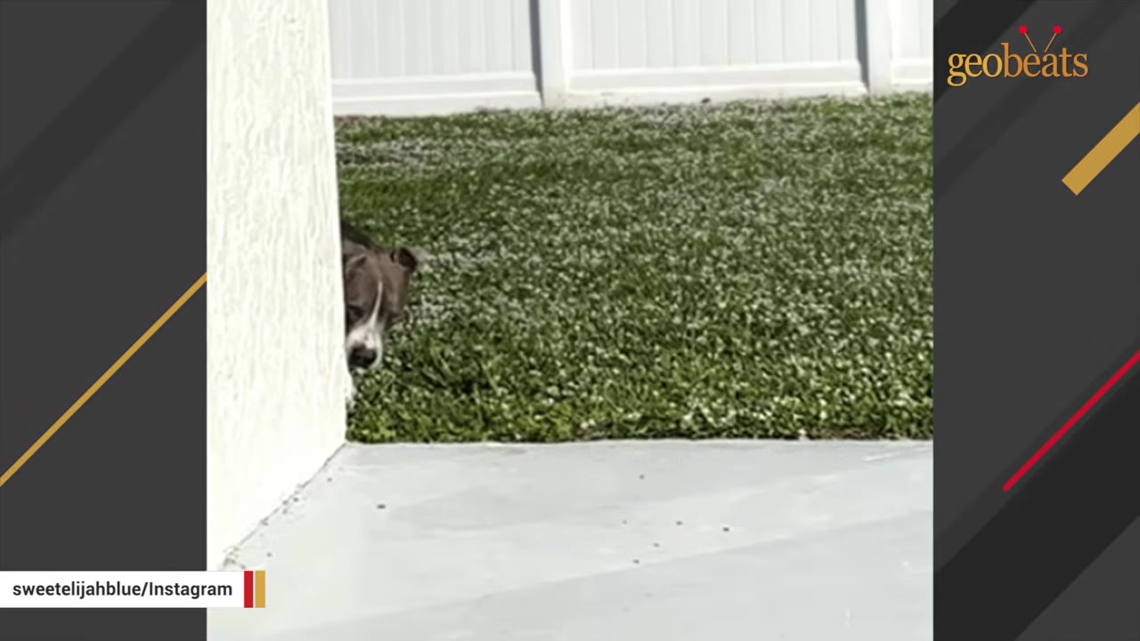 A gray and white pit bull cautiously peeking around the corner of a wall onto a concrete patio.