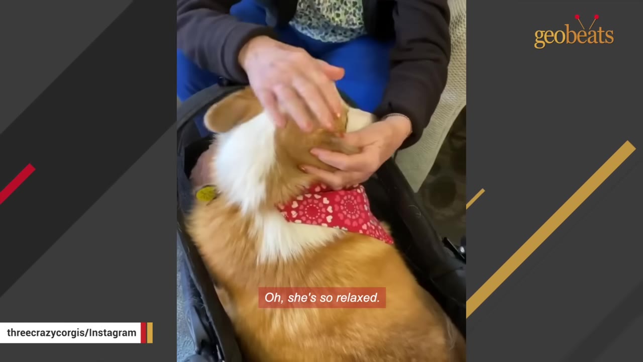 A fluffy Pembroke Welsh Corgi wearing a red heart-patterned bandana rests in a black stroller while a person gently pets her head.