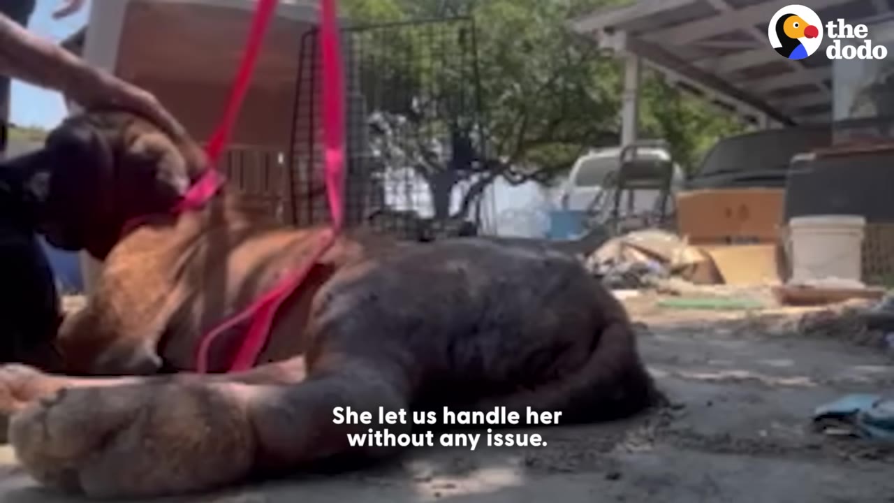 A large mastiff lies on the ground outdoors while a person gently pets her head.