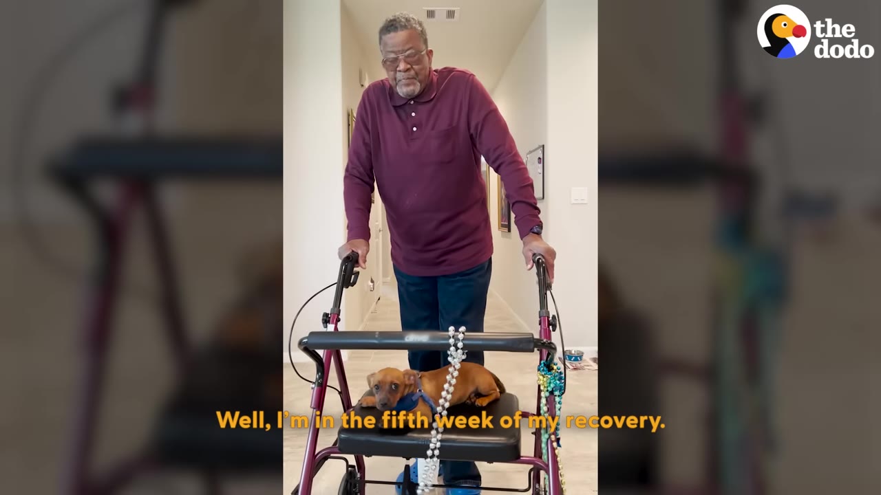 A man using a walker with a small brown dog sitting on the walker's seat looking forward.
