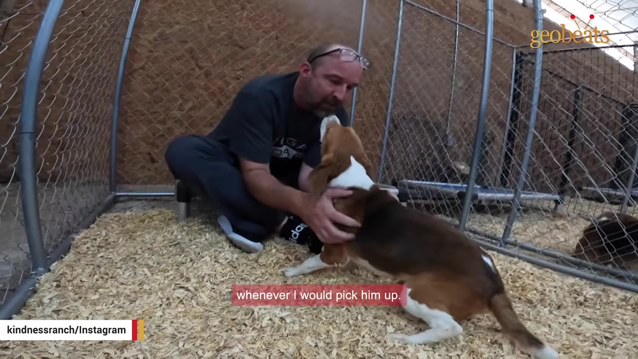 A man sits on wood shavings inside a chain-link kennel, gently holding a beagle dog.